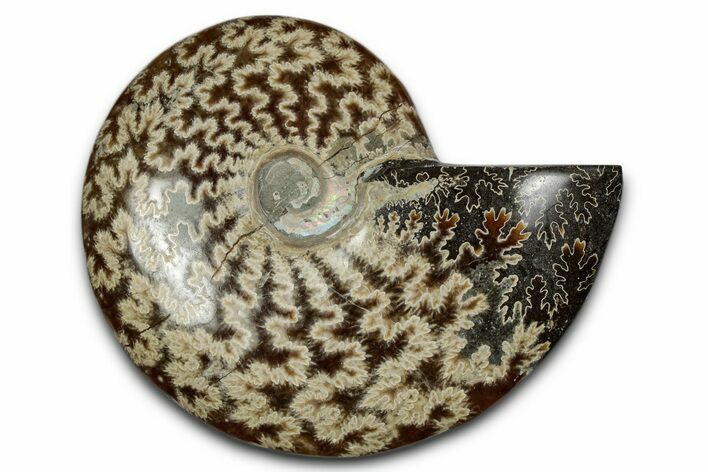 Polished Ammonite (Cleoniceras) Fossil - Madagascar #339167